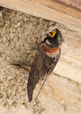 Cliff Swallow parent and chick