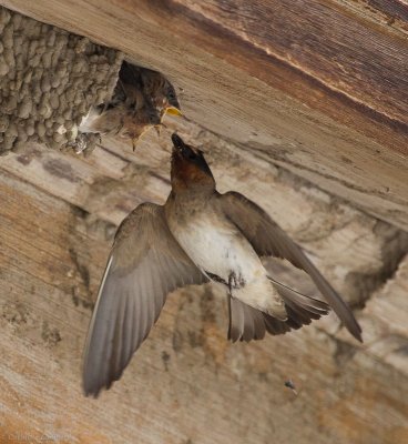 Cliff Swallow feeding chick