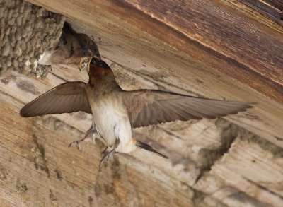 Cliff Swallow feeding chick