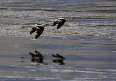 American Avocets