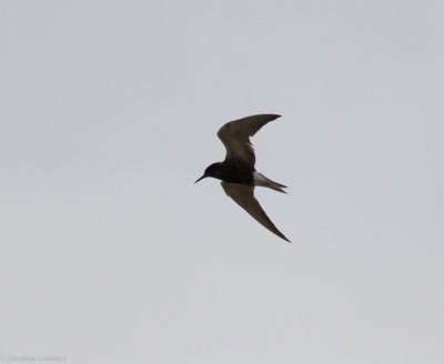 Black Tern