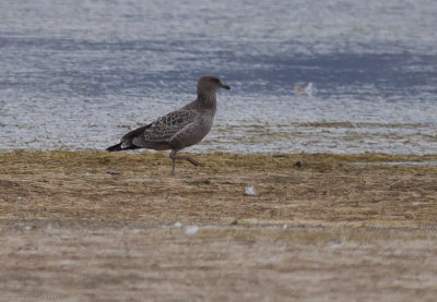 California Gull