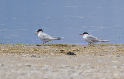 Forster's Terns