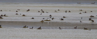 Grebes