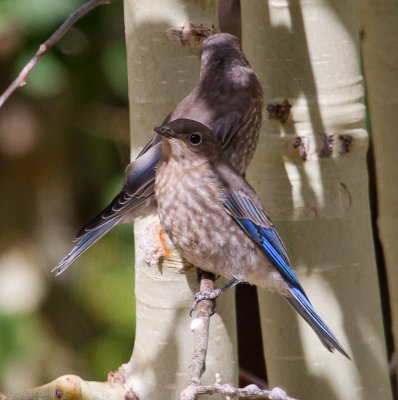 Mountain Bluebird juveniles