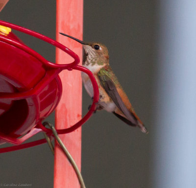 Selasphorous Hummingbird