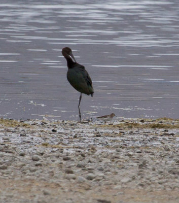 White-faced Ibis and a Least Sandpiper