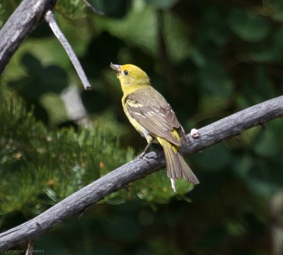 Western Tanager female