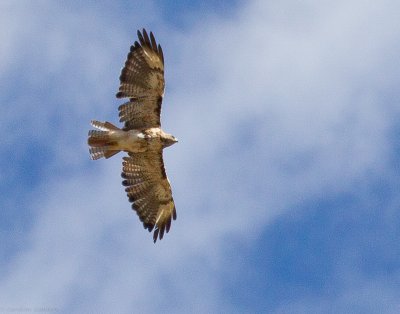 Red-tailed Hawk