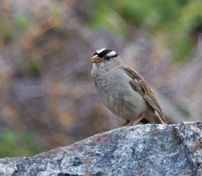 White-crowned Sparrow