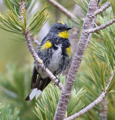 Yellow-rumped Warbler