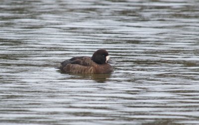 Greater Scaup female