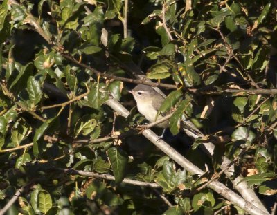 Warbling Vireo