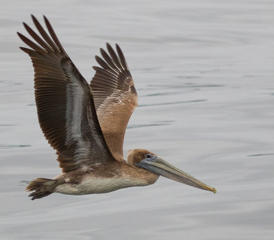 Brown Pelican