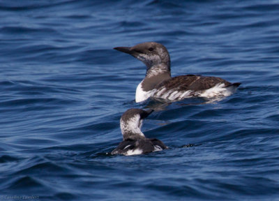 Murres and Murrelets