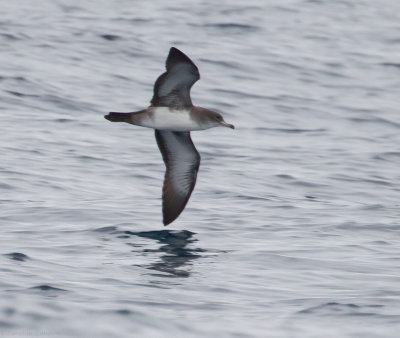 Pink-footed Shearwater