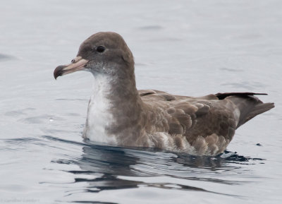 Pink-footed Shearwater