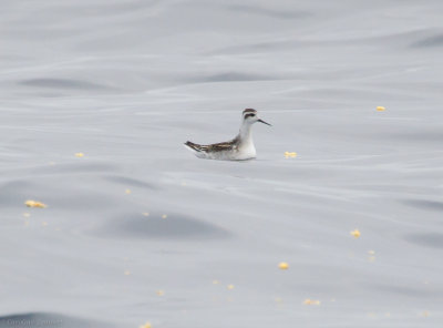 Red-necked Phalarope