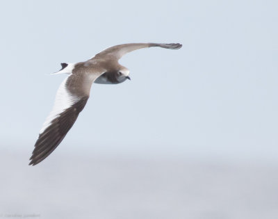 Sabine's Gull, juvenile