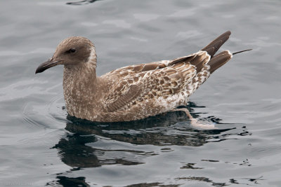 Western Gull, first year(?)