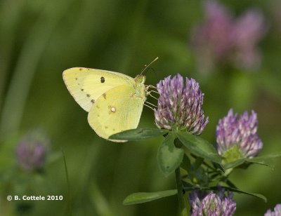Gele Luzernevlinder - Pale Clouded Yellow - Colias hyale