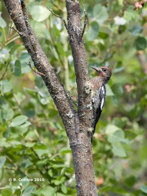 Roodborstsapspecht - Red-breasted Sapsucker - Sphyrapicus ruber