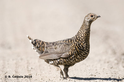Bossneeuwhoen - Spruce Grouse - Falcipennis canadensis