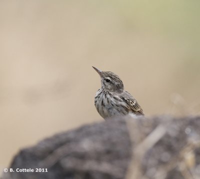 Berthelots Pieper - Berthelot's Pipit - Anthus berthelotii