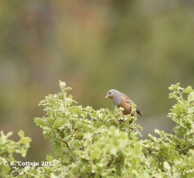 Bruinkeelortolaan - Cretzschmar's Bunting - Emberiza caesia