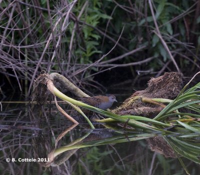 Kleinst Waterhoen - Baillons Crake - Porzana pusilla