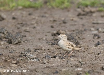 Kortteenleeuwerik - Greater Short-toed Lark - Calandrella brachydactyla