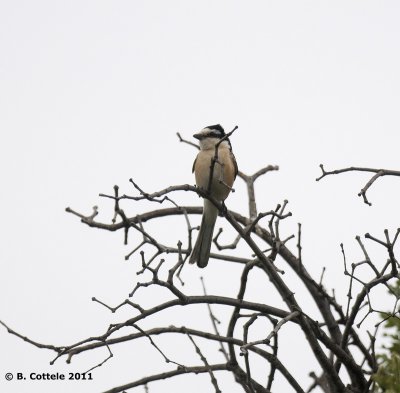 Maskerklauwier - Masked Shrike - Lanius nubicus