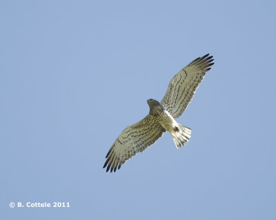 Slangenarend - Short-toed Eagle - Circaetus gallicus