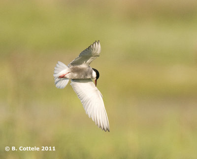 Witwangstern - Whiskered Tern - Chlidonias hybridus