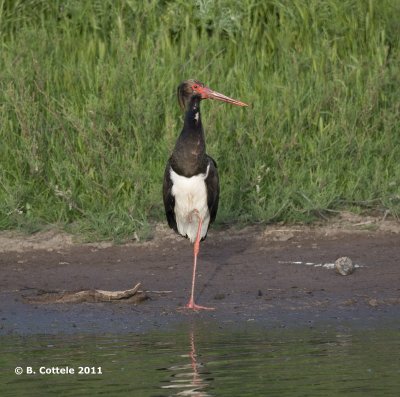 Zwarte Ooievaar - Black Stork - Ciconia nigra