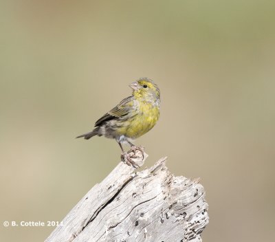 Kanarie - Atlantic Canary - Serinus canaria