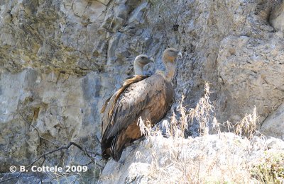 Vale Gier - Griffon Vulture - Gyps fulvus