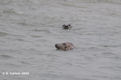 Grijze Zeehond - Grey Seal - Halichoerus grypus