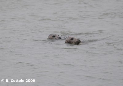 Gewone Zeehond - Harbour Seal - Phoca vitulina