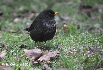 Merel - Common Blackbird - Turdus merula