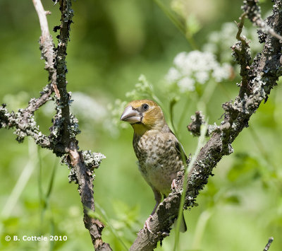 Appelvink - Hawfinch - Coccothraustes coccothraustes