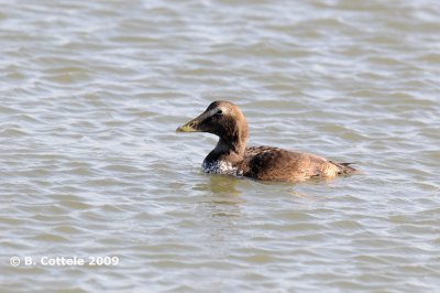 Eider - Common Eider - Somateria mollissima