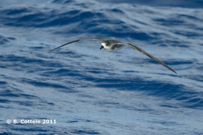 Storm-Petrels