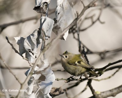 Goudhaan - Goldcrest - Regulus regulus