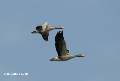 Grauwe Gans - Greylag Goose - Anser anser