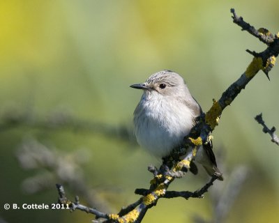 Grauwe Vliegenvanger - Spotted Flycatcher - Muscicapa striata