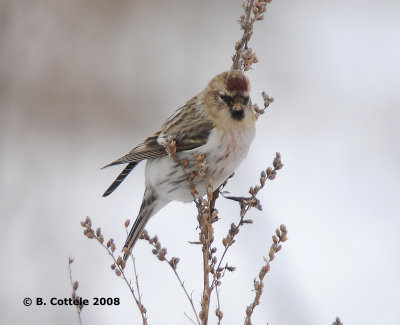 Grote Barmsijs - Mealy Redpoll - Carduelis flammea