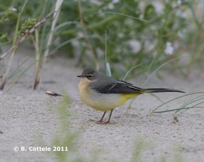 Grote Gele Kwikstaart - Grey Wagtail - Motacilla cinerea