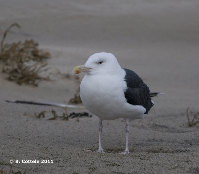 Grote Mantelmeeuw - Greater Black-backed Gull - Larus marinus