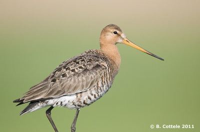 Grutto - Black-tailed Godwit - Limosa limosa